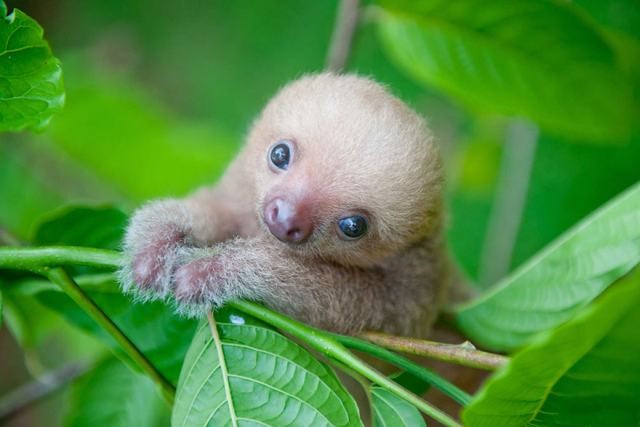 Bicho-Preguiça como Pet: É Ilegal no Brasil? Entenda a Lei