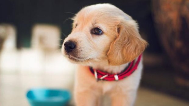 Lista de Nomes de Cachorro Engraçados: Masculino e Feminino