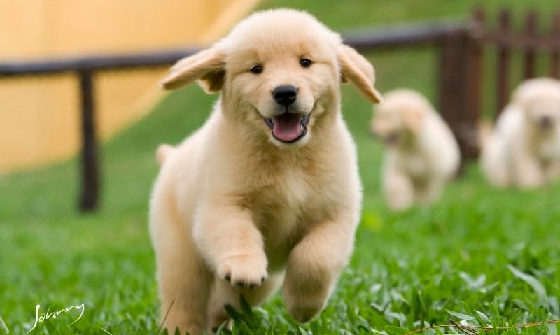 Filhote de Golden Retriever Para Adoção: Onde Encontrar?