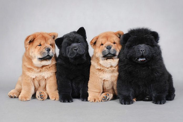 Reprodução do Chow Chow: Filhotes e Período de Gestação
