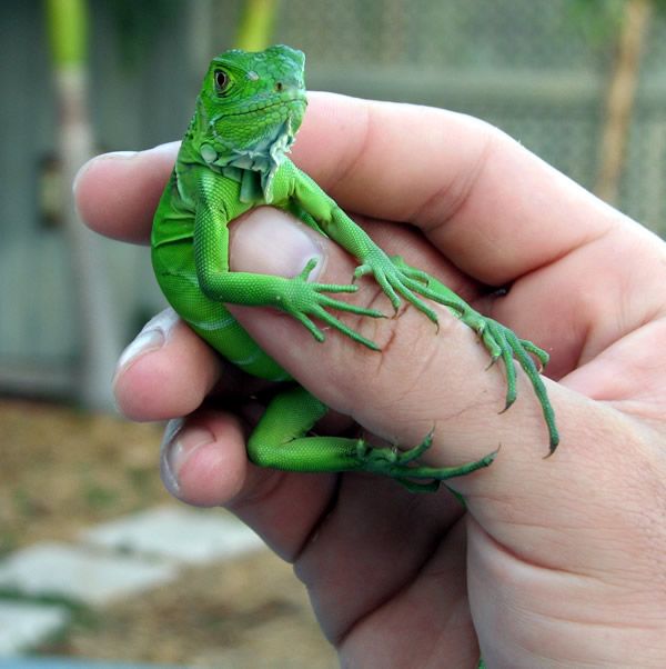 Quantos Filhotes Nascem de Uma Iguana?