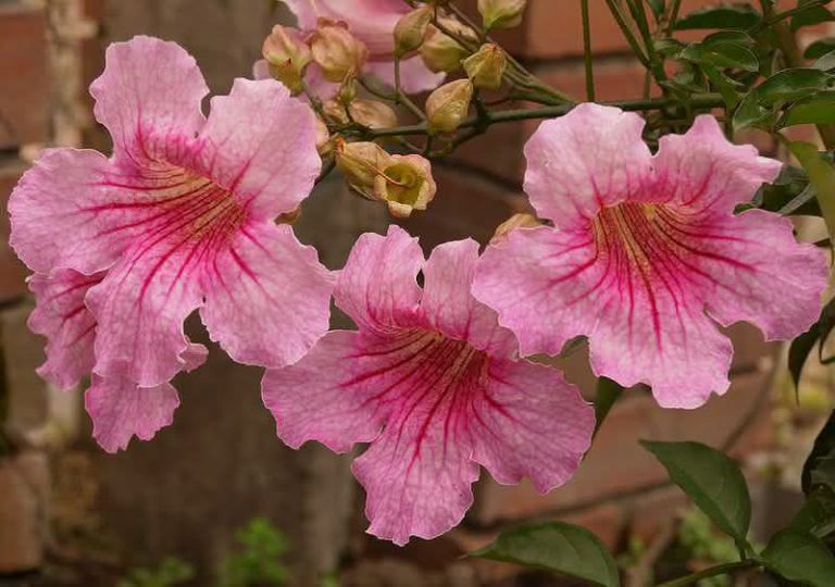 Planta Sete-Léguas