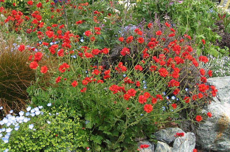 Geum Quellyon Vermelhas