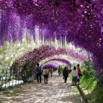 Glicínia em um Túnel de Flor