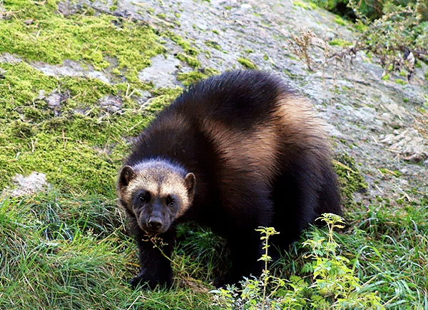 Glutão: Significado da Palavra e do Animal (Gulo gulo)