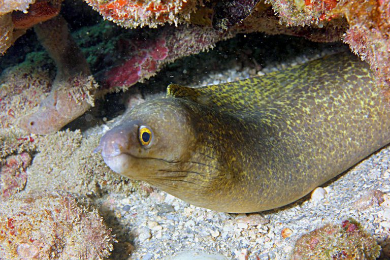 Gymnothorax Vicinus No Fundo do Mar