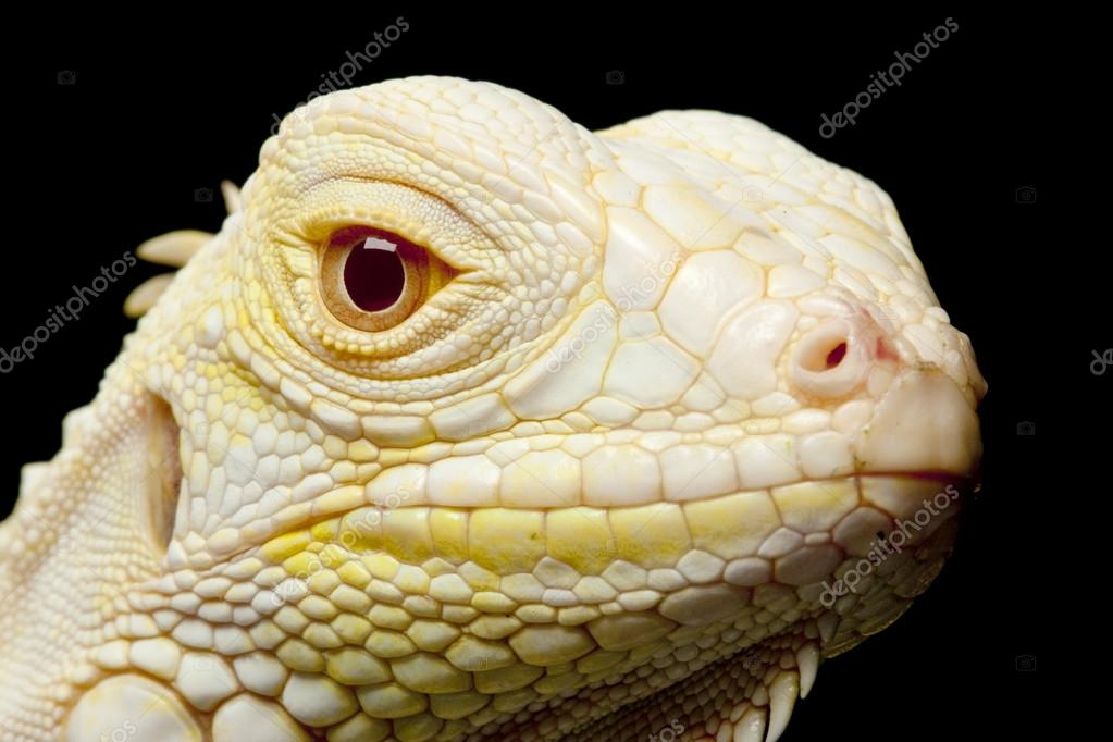 Iguana Albina: Características, Nome Cientifico, Habitat e Fotos
