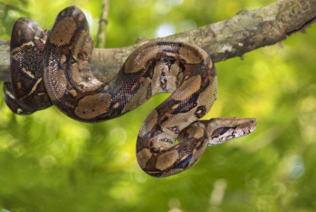 Comportamento da Jiboia, Hábitos e Modo de Vida do Animal