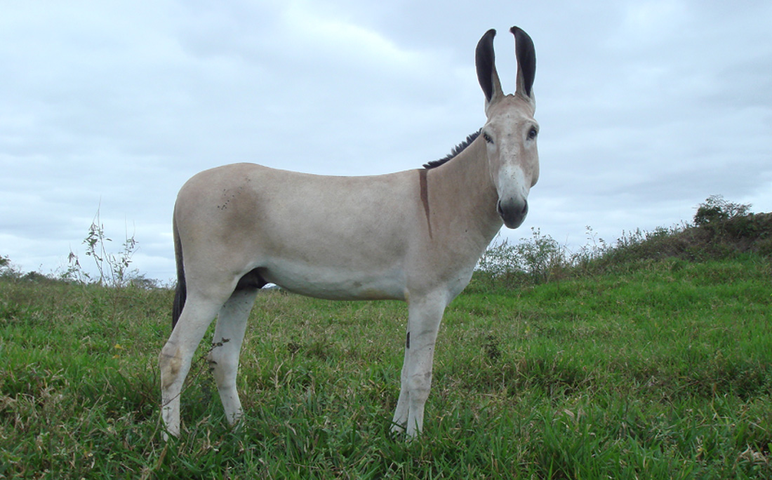 Diferenças Entre Asno, Burro, Jumento, Jegue E Mula