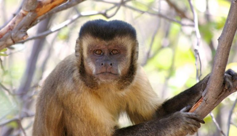 Macaco Prego no Galho de Uma Árvore