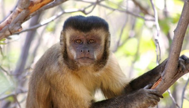 Espécies de Macacos do Brasil e do Mundo: Lista com Nomes e Fotos