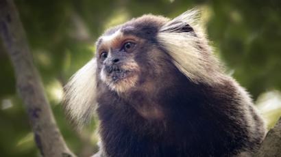Comportamento do Macaco, Hábitos e Modo de Vida do Animal