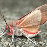 Mariposa inseto de voo noturno