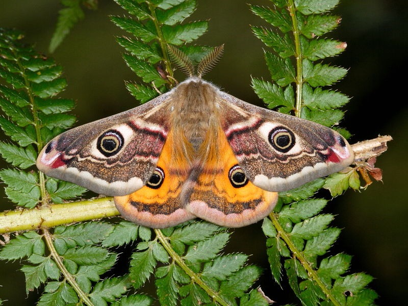 Ciclo De Vida Da Mariposa: Quantos Anos Elas Vivem?