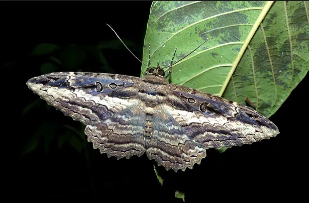 Alimentação da Mariposa: O Que Elas Comem?