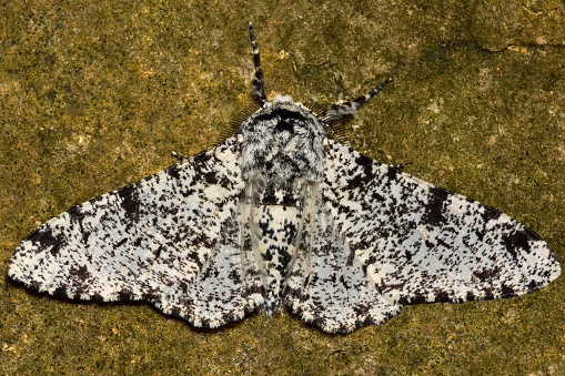 Mariposa Apimentada: Características, Nome Científico e Fotos