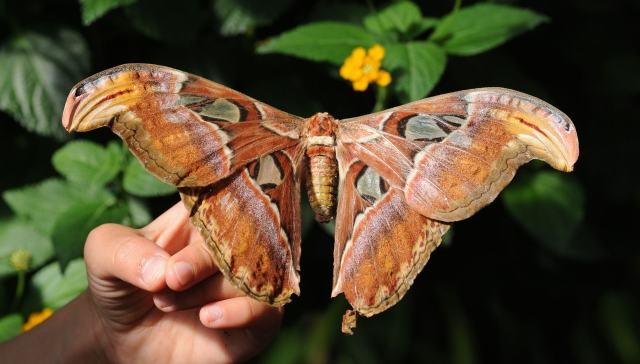 Comportamento da Mariposa: Hábitos e Modo de Vida do Animal