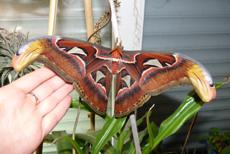 Mariposas Gigantes de Seda: Curiosidades, Habitat e Imagens