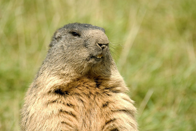 Marmota Curiosidades e Fatos Interessantes Sobre o Animal
