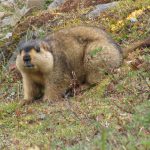 Marmota Himalaia em seu habitat