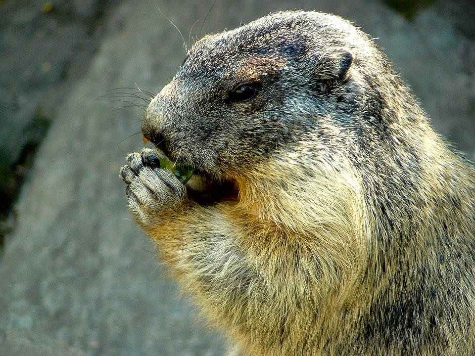 Alimentação da Marmota: O Que Elas Comem?