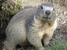 Marmota: Reino, Filo, Classe, Ordem, Familia e Gênero