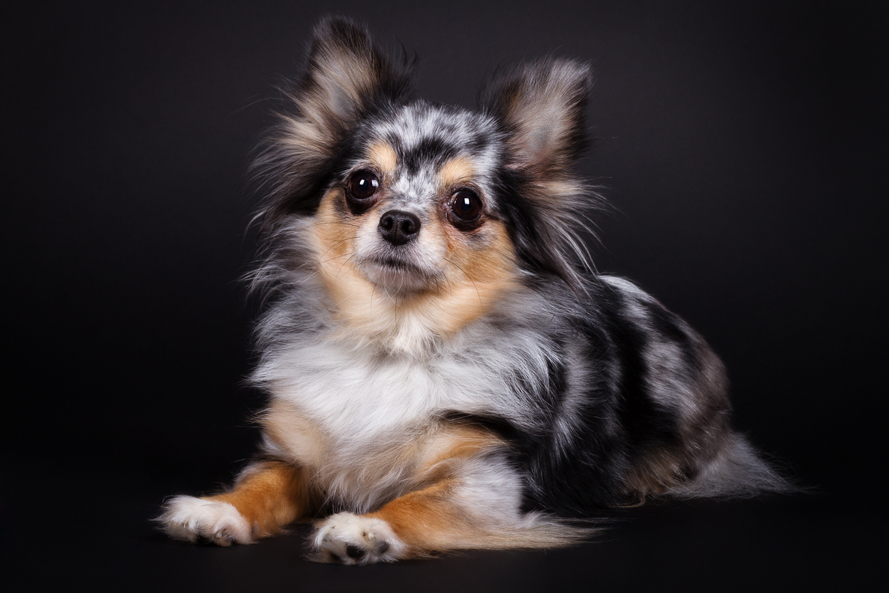 Chihuahua Blue Merle: Caracteristicas, Como Cuidar e Fotos