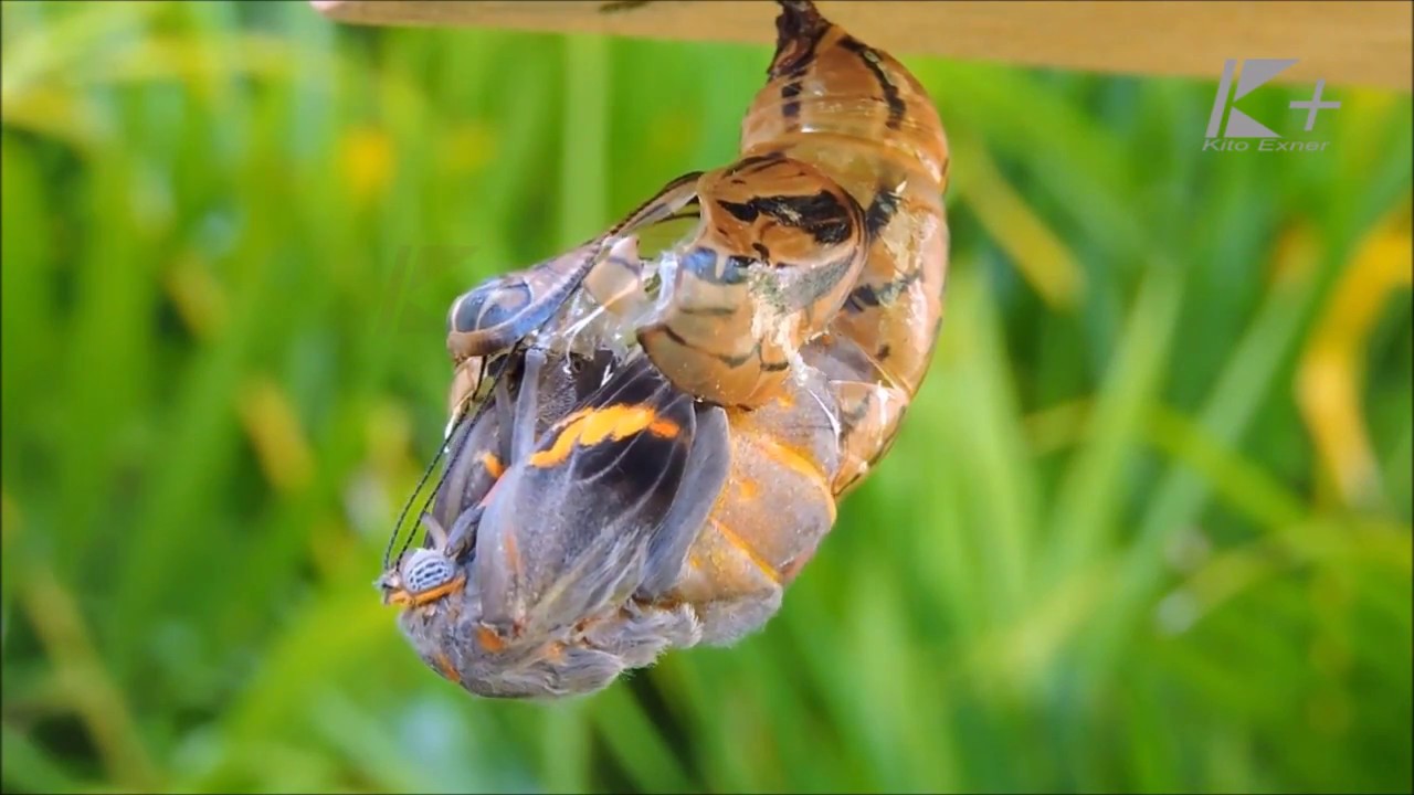 Como é o Processo de Metamorfose da Borboleta? E o Casulo?