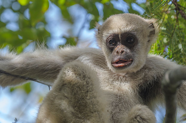 Muriqui do Norte: o Maior Primata das Américas em Extinção