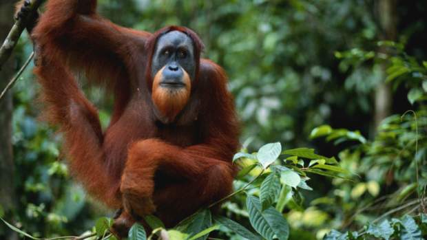 Orangotango É Macaco? Filo, Espécie, Reino, Classe E Ordem
