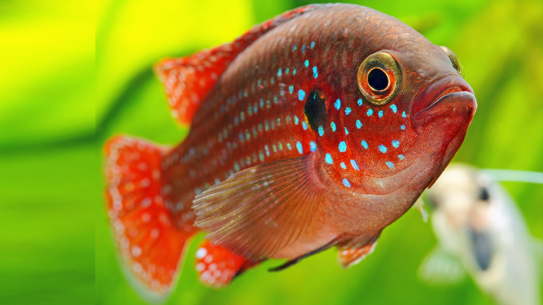 Peixe Acará Jóia