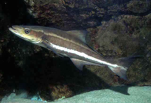 Comportamento do Bijupirá: Hábitos e Modo de Vida do Peixe