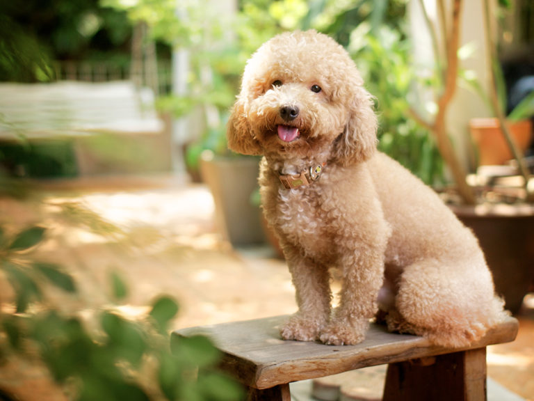 Qual O Peso Ideal De Um Poodle Adulto E Filhote?