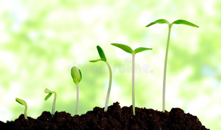 Planta Crescendo
