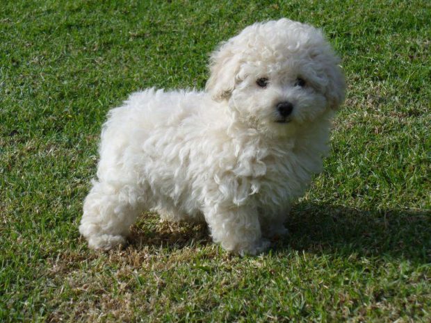 Qual o Tamanho e Peso de um Poodle Micro Toy?