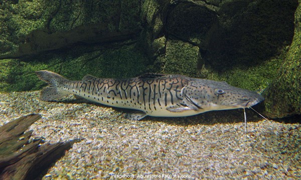 Pode Colocar Peixe Pintado em Aquário? Qual o Tamanho?