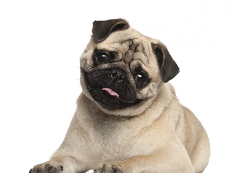 Qual o Melhor Cão de Companhia?