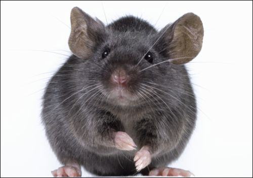 Qual O Efeito Do Veneno De Rato? Ele Faz Mal Para O Homem?