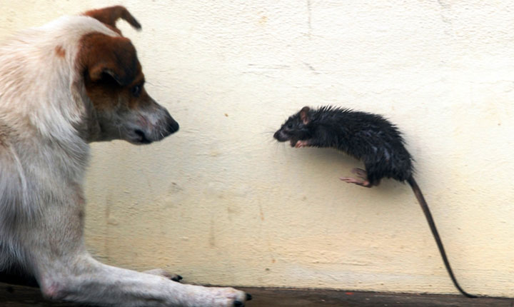 Rato Transmite Raiva Para Cachorro? Alguma Doença Pode Passar?