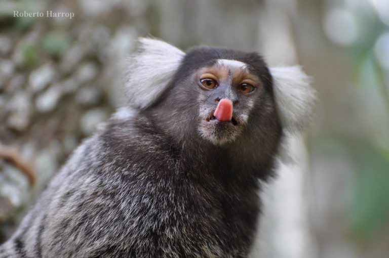 Sagui Olhando para Câmera