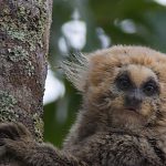 Sagui da Serra na Árvore