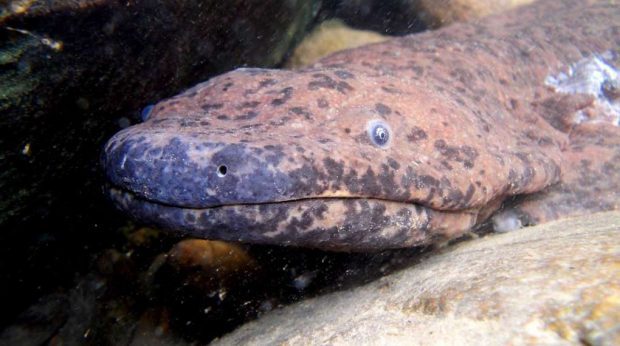 Salamandra Gigante Existe? É Venenosa? Onde Vivem?