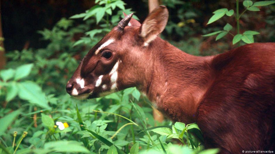 Saola: Reino, Filo, Classe, Ordem, Família e Gênero