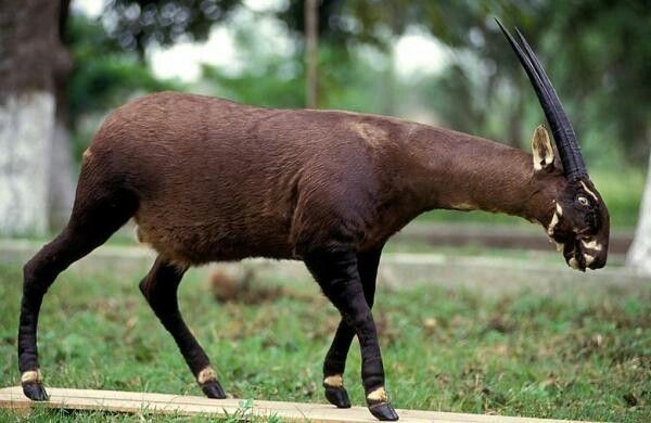 História do Saola e Origem do Animal