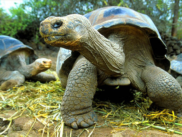 Classificação da Tartaruga: Reino, Filo, Classe, Ordem, Família e Gênero