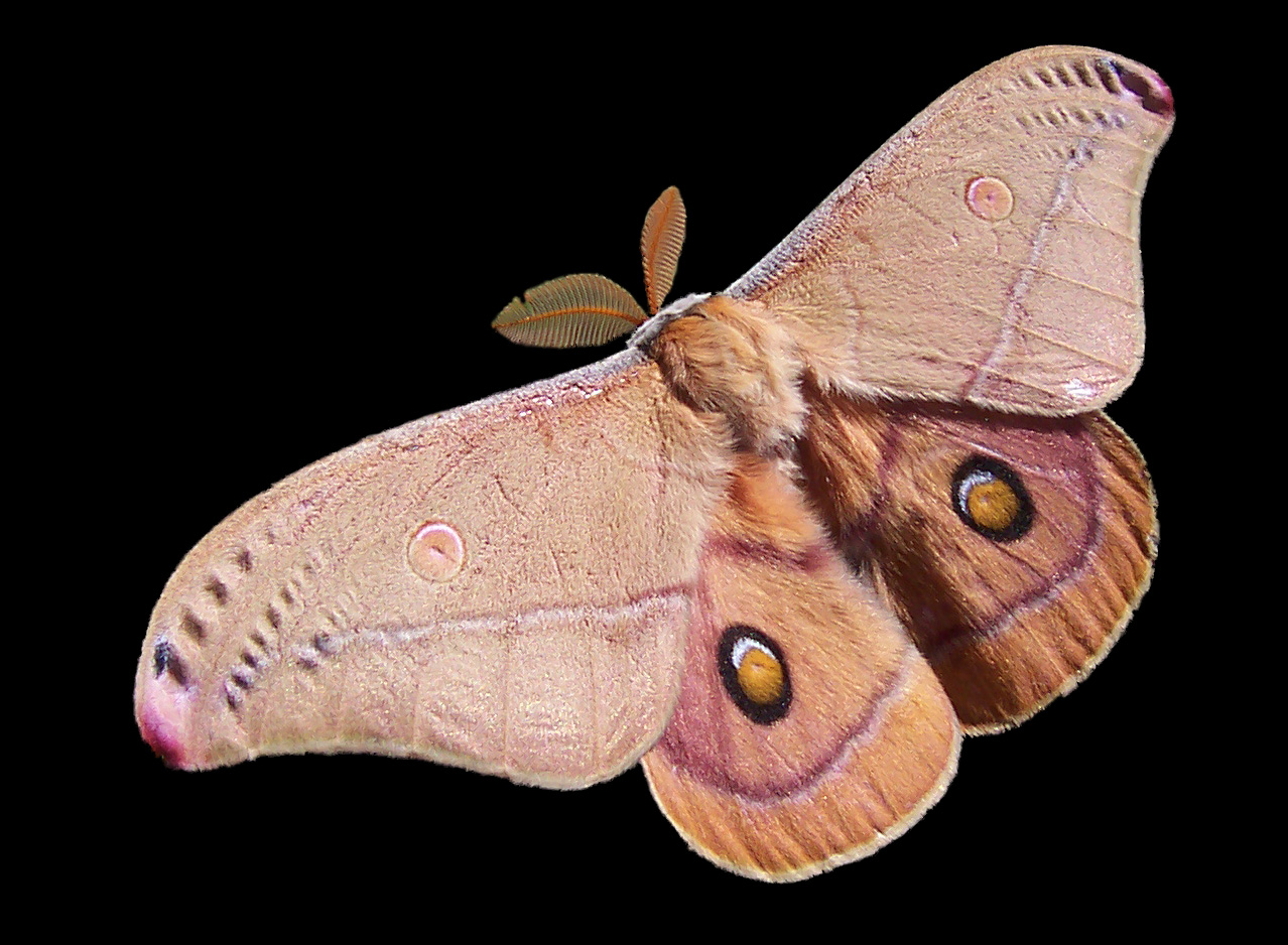 Traça de Polyphemus: Características, Nome Científico e Fotos