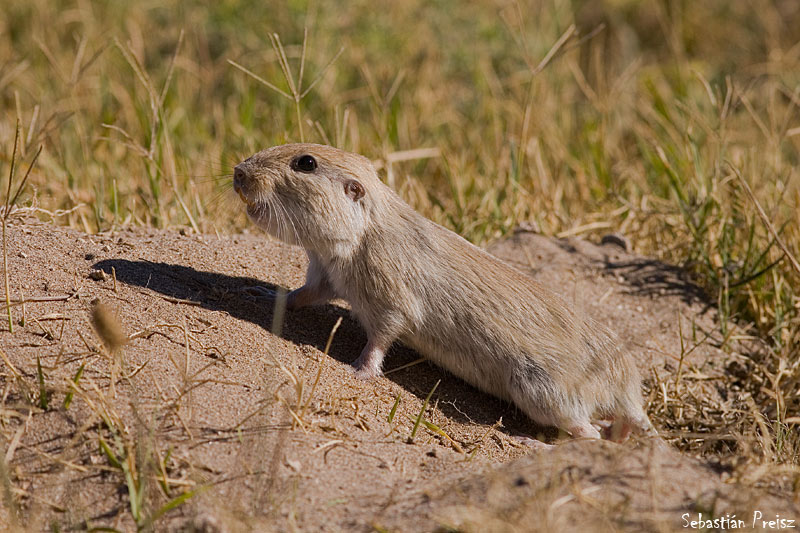 Tuco-Tuco: Habitat, Características e Curiosidades do Roedor Subterrâneo