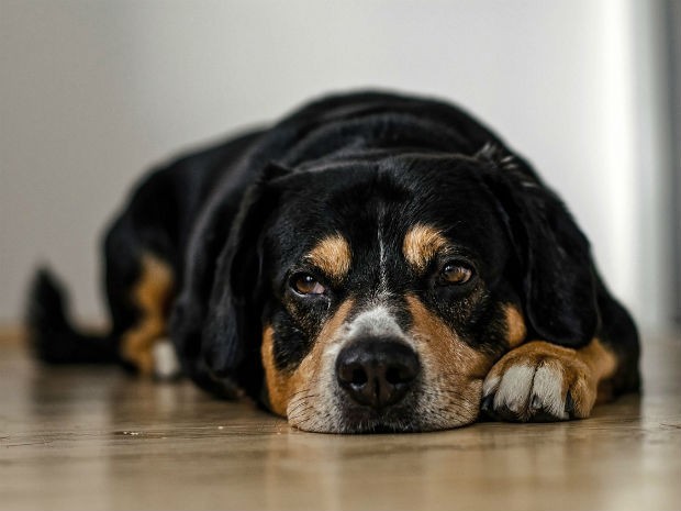 É Perigoso Cachorro Comer Lagartixa? Por que?