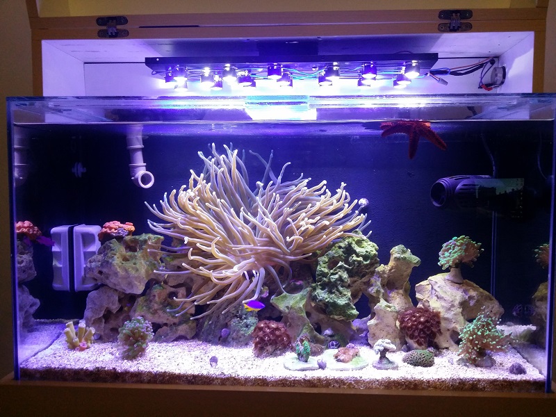 Como Montar um Aquario com Anemonas: O Que Precisa?