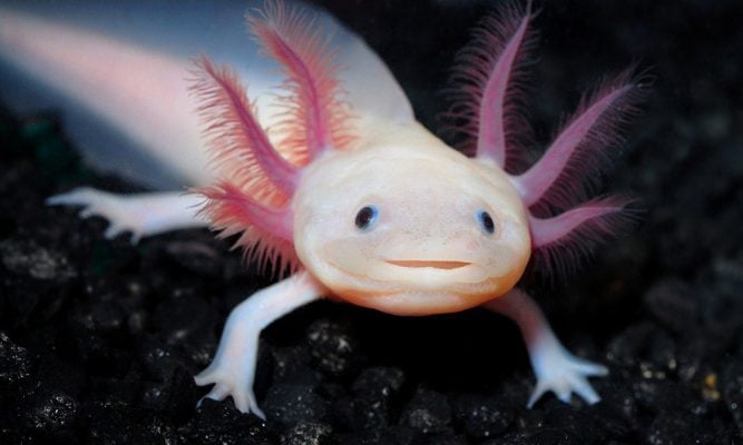 Axolote: A Salamandra Mexicana – Características e Fotos